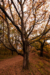 Autumn forest