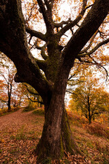 Autumn forest