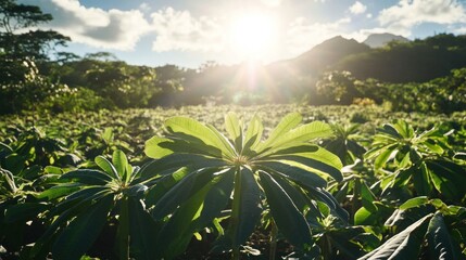 Obraz premium Lush green foliage with sunlight illuminating a landscape at dawn.