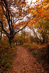 Obraz premium Autumn forest