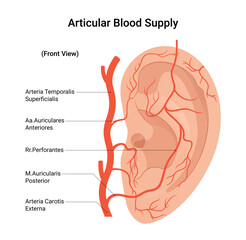 Blood Supply of the Articular