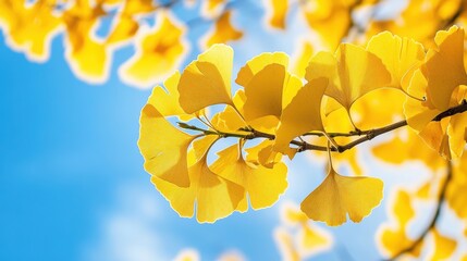 Obraz premium Golden Ginkgo biloba plant leaf in Fall closeup view.