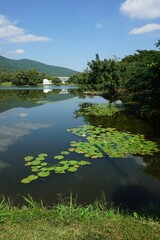 A serene lake surrounded by lush greenery, with a cluster of lily pads floating on the calm water, under a clear blue sky. and with small house far away