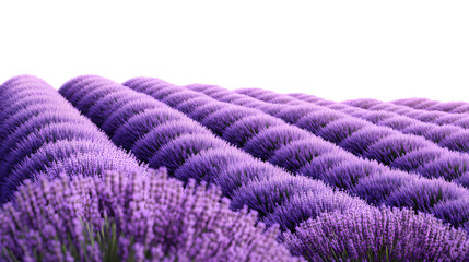 lavender flowers on white background