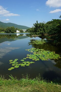 A serene lake surrounded by lush greenery, with a cluster of lily pads floating on the calm water, under a clear blue sky. and with small house far away