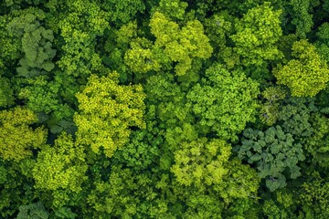 Naklejka premium On the Azores archipelagos, Portugal, aerial view of trees in autumn on Ilha do Faial Island.