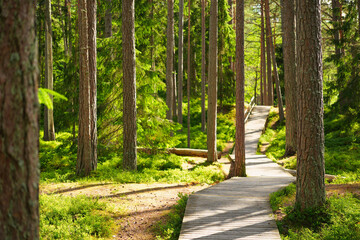 Wooden pathway winding through a serene green forest with tall trees and sunlight filtering through, creating a peaceful natural landscape.