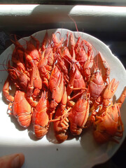 A white plate filled with crayfish sitting on top of a table