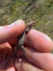 A small lizard sitting on top of a person's hand