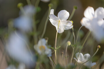 Close-up of a white Japanese anemone blossom(anemone hupehensis) with other white blossoms in the blurred foreground