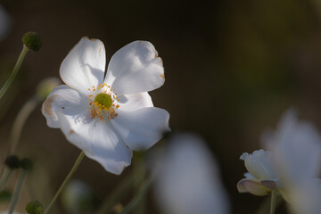 Close-up of a white Japanese anemone blossom(anemone hupehensis) with other white blossoms in the blurred background