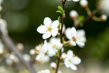 A bunch of white flowers on a tree branch