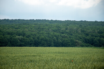A field of green grass with trees in the background