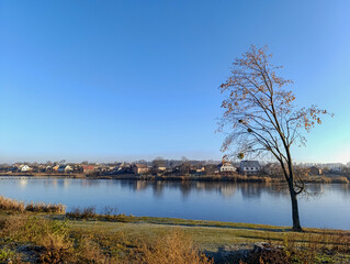 A lone tree sitting on the shore of a body of water