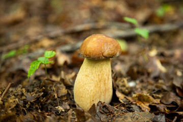 A small brown mushroom on the ground in the woods