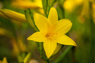 A close up of a yellow flower in a field of yellow flowers