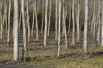 Alberi in Collina di  Valmadonna - Monferrato - Alessandria - Piemonte - Italia