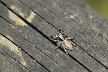 Detalle de una araña sobre madera rugosa. Textura y camuflaje resaltan en esta macrofotografía. Perfecta para proyectos de naturaleza e insectos.