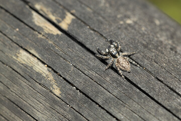 Detalle de una araña sobre madera rugosa. Textura y camuflaje resaltan en esta macrofotografía. Perfecta para proyectos de naturaleza e insectos.