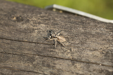 Detalle de una araña sobre madera rugosa. Textura y camuflaje resaltan en esta macrofotografía....