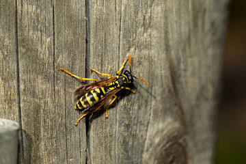 Primer plano de una avispa posada en una superficie de madera con fondo desenfocado. Los colores vivos resaltan su naturaleza. Ideal para proyectos de naturaleza e insectos.