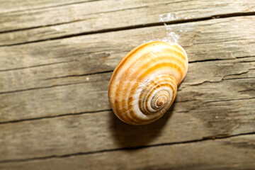  Un caracol de concha rayada descansando sobre una superficie de madera envejecida. Los tonos naturales resaltan los detalles del patrón en espiral. Ideal para proyectos de naturaleza y texturas.
