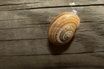  Un caracol de concha rayada descansando sobre una superficie de madera envejecida. Los tonos naturales resaltan los detalles del patrón en espiral. Ideal para proyectos de naturaleza y texturas.