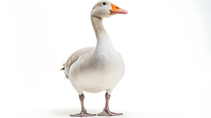 Fototapeta premium goose isolated on white