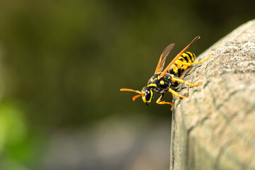 Primer plano de una avispa posada en una superficie de madera con fondo desenfocado. Los colores vivos resaltan su naturaleza. Ideal para proyectos de naturaleza e insectos.