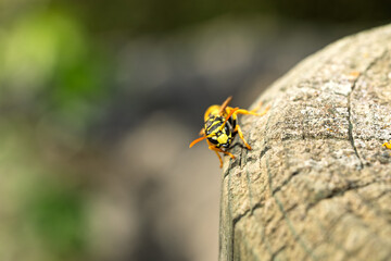 Primer plano de una avispa posada en una superficie de madera con fondo desenfocado. Los colores vivos resaltan su naturaleza. Ideal para proyectos de naturaleza e insectos.