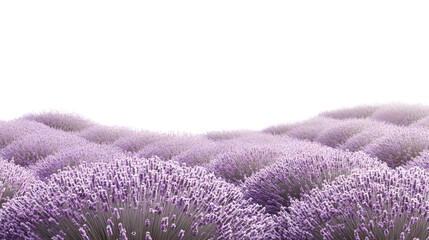 lavender flowers on white background