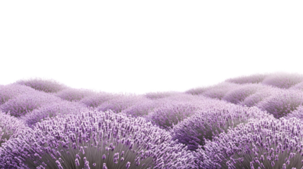 lavender flowers on white background
