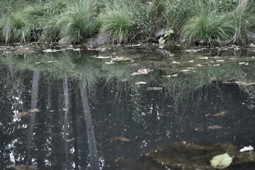 autumn lake in the park