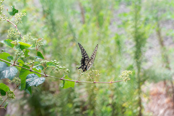水辺の草むらに現れた美しいアゲハチョウ