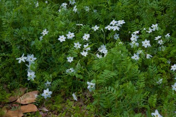 山崎台峯緑地　鎌倉市　北大路魯山人星岡窯跡
