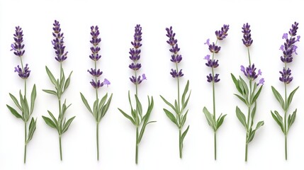 Naklejka premium Beautiful lavender flowers on white background isolated on white background