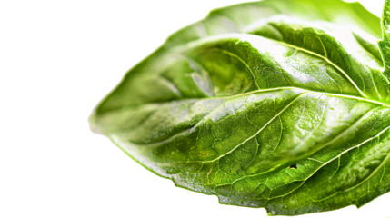 Fresh Green Basil Leaf Isolated on White Background Highlighting Natural Textures and Colors
