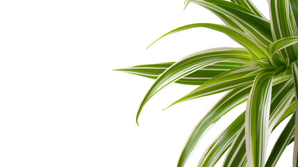Elegant Green and White Striped Leaves of Indoor Plant Against on White Background