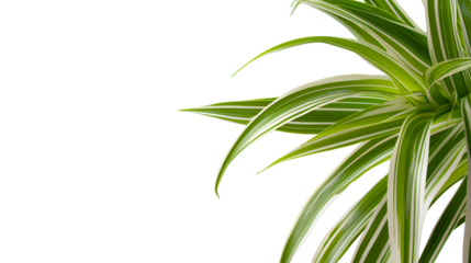 Elegant Green and White Striped Leaves of Indoor Plant Against on White Background