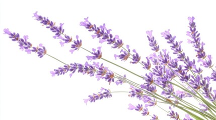Naklejka premium Beautiful lavender flowers on white background isolated on white background