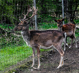 Fallow deer male near the fence. Latin name - Dama dama