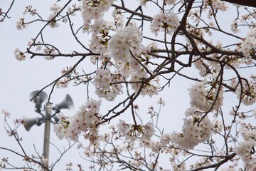 鎌倉市今泉の春の風景　桜
