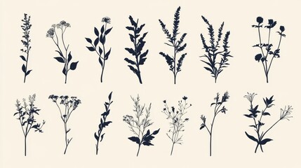 Floral Silhouettes: A Collection of Wildflower Illustrations