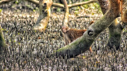 Wild Monkey Eating a Banana in the Jungle