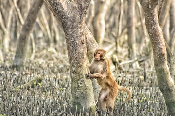 Wild Monkey Eating a Banana in the Jungle