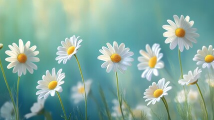 Fototapeta premium Beautiful White Daisies in a Field - Floral Photography
