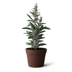 Fototapeta premium sage plant in a pot isolated on white