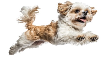 A lively shih tzu leaps with excitement, showcasing its playful nature. The fluffy dog jumps high, capturing the moment of pure joy in bright lighting.