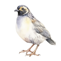 watercolor Quail isolated white background