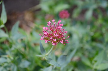 Pink centranthus ruber flowers blooming outdoors in puglia, italy, under a partially cloudy sky, capturing their vibrant beauty in a natural setting.